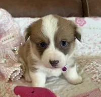 Purple Collar Girl, a female Pembroke Welsh Corgi for sale in Brashear, MO – Photo 5 of 8