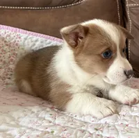 Purple Collar Girl, a female Pembroke Welsh Corgi for sale in Brashear, MO – Photo 2 of 10