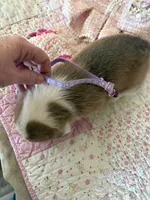 Purple Collar Girl, a female Pembroke Welsh Corgi for sale in Brashear, MO – Photo 7 of 8