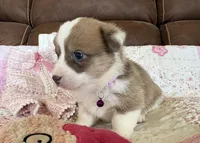 Purple Collar Girl, a female Pembroke Welsh Corgi for sale in Brashear, MO – Photo 2 of 8