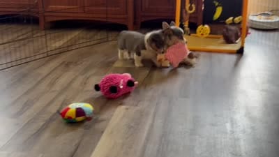 AKC - Neon Green Collar - Bluie Tri Female, a female Pembroke Welsh Corgi for sale in Brashear, MO – 10 of 10