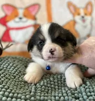 AKC - Blue Collar - Black Tri Male, a male Pembroke Welsh Corgi for sale in Brashear, MO – 2 of 6