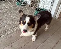AKC - Green Collar - Bluie Tri Male, a male Pembroke Welsh Corgi for sale in Brashear, MO – 6 of 6