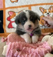 AKC - Purple Collar - Bluie Tri Female, a female Pembroke Welsh Corgi for sale in Brashear, MO – 3 of 7