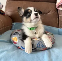 Green Collar Boy, a male Pembroke Welsh Corgi for sale in Brashear, MO – Photo 2 of 10