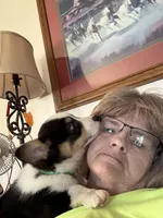 Green Collar Boy, a male Pembroke Welsh Corgi for sale in Brashear, MO – Photo 4 of 10