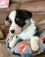 Green Collar Boy, a female Pembroke Welsh Corgi for sale in Brashear, MO – Photo 1 of 6