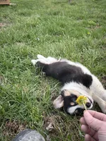 Green Collar Boy, a male Pembroke Welsh Corgi for sale in Brashear, MO – Photo 3 of 10