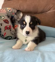 Green Collar Boy, a male Pembroke Welsh Corgi for sale in Brashear, MO – Photo 1 of 10