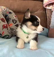 Green Collar Boy, a male Pembroke Welsh Corgi for sale in Brashear, MO – Photo 3 of 10