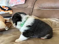 Green Collar Boy, a female Pembroke Welsh Corgi for sale in Brashear, MO – Photo 3 of 6