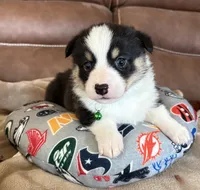 Green Collar Boy, a female Pembroke Welsh Corgi for sale in Brashear, MO – Photo 2 of 6