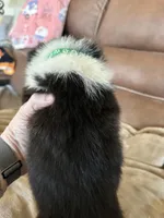 Green Collar Boy, a female Pembroke Welsh Corgi for sale in Brashear, MO – Photo 4 of 6