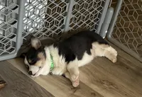 Green Collar Boy, a male Pembroke Welsh Corgi for sale in Brashear, MO – Photo 2 of 10