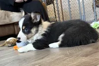 Green Collar Boy, a male Pembroke Welsh Corgi for sale in Brashear, MO – Photo 5 of 10