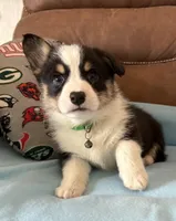 Green Collar Boy, a male Pembroke Welsh Corgi for sale in Brashear, MO – Photo 4 of 10