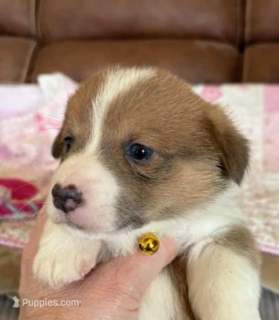 Yellow Collar Girl – Pembroke Welsh Corgi puppy for sale in Brashear, MO
