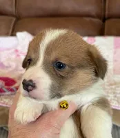Yellow Collar Girl, a female Pembroke Welsh Corgi for sale in Brashear, MO – Photo 1 of 5
