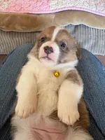 Yellow Collar Girl, a female Pembroke Welsh Corgi for sale in Brashear, MO – Photo 3 of 5