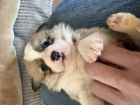 Pink Collar Girl, a female Pembroke Welsh Corgi for sale in Brashear, MO – Photo 4 of 5