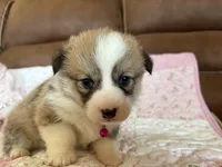 Pink Collar Girl, a female Pembroke Welsh Corgi for sale in Brashear, MO – Photo 2 of 5