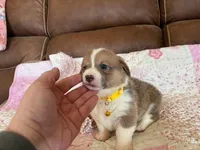 Yellow Collar Girl, a female Pembroke Welsh Corgi for sale in Brashear, MO – Photo 5 of 5