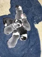 AKC - Bright Pink Collar - Black Tri Female, a female Pembroke Welsh Corgi for sale in Brashear, MO – 5 of 7