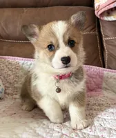 Pink Collar Girl, a female Pembroke Welsh Corgi for sale in Brashear, MO – Photo 2 of 9