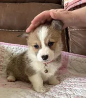 Pink Collar Girl, a female Pembroke Welsh Corgi for sale in Brashear, MO – Photo 3 of 9