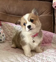 Pink Collar Girl, a female Pembroke Welsh Corgi for sale in Brashear, MO – Photo 1 of 9