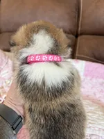 Pink Collar Girl, a female Pembroke Welsh Corgi for sale in Brashear, MO – Photo 5 of 5