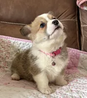 Pink Collar Girl, a female Pembroke Welsh Corgi for sale in Brashear, MO – Photo 6 of 9