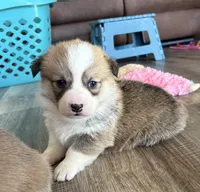 Pink Collar Girl, a female Pembroke Welsh Corgi for sale in Brashear, MO – Photo 2 of 5