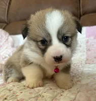 Pink Collar Girl, a female Pembroke Welsh Corgi for sale in Brashear, MO – Photo 1 of 5