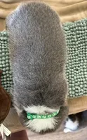 AKC - Green Collar - Bluie Tri Male, a male Pembroke Welsh Corgi for sale in Brashear, MO – 3 of 6