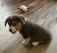 AKC - Green Collar - Bluie Tri Male, a male Pembroke Welsh Corgi for sale in Brashear, MO – 2 of 10