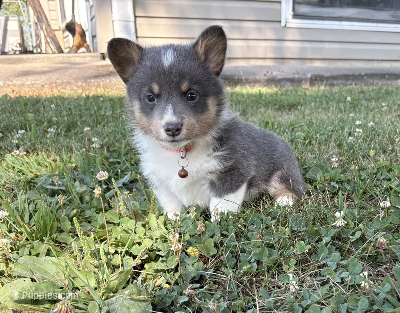 APRI - Orange Collar - Bluie Tri Female – Pembroke Welsh Corgi puppy for sale in Brashear, MO