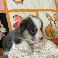 APRI - Yellow Collar - Bluie Tri Female, a female Pembroke Welsh Corgi for sale in Brashear, MO – 3 of 4