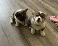 AKC - Neon Green Collar - Bluie Tri Female, a female Pembroke Welsh Corgi for sale in Brashear, MO – 3 of 10