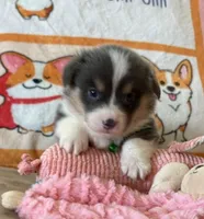 AKC - Neon Green Collar - Bluie Tri Female, a female Pembroke Welsh Corgi for sale in Brashear, MO – 2 of 6