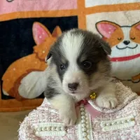 APRI - Yellow Collar - Bluie Tri Female, a female Pembroke Welsh Corgi for sale in Brashear, MO – 1 of 4