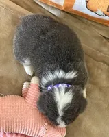 AKC - Purple Collar - Bluie Tri Female, a female Pembroke Welsh Corgi for sale in Brashear, MO – 4 of 7