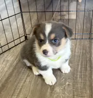 AKC - Neon Green Collar - Bluie Tri Female, a female Pembroke Welsh Corgi for sale in Brashear, MO – 5 of 10