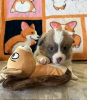 APRI - Brown Collar Sable Boy, a male Pembroke Welsh Corgi for sale in Brashear, MO – 2 of 3