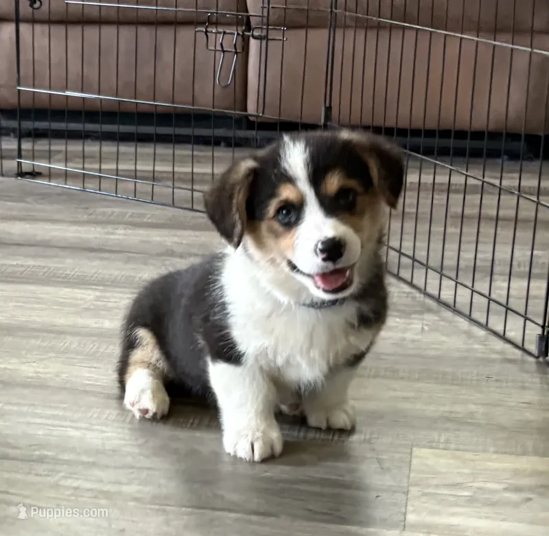 AKC - Blue Collar - Black Tri Male – Pembroke Welsh Corgi puppy for sale in Brashear, MO