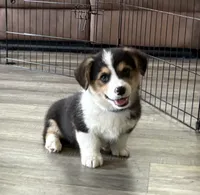 AKC - Blue Collar - Black Tri Male, a male Pembroke Welsh Corgi for sale in Brashear, MO – 1 of 10