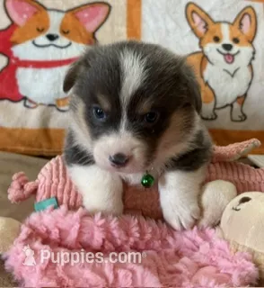 AKC - Neon Green Collar - Bluie Tri Female – Pembroke Welsh Corgi puppy for sale in Brashear, MO