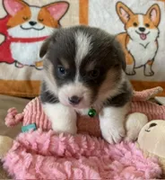 AKC - Neon Green Collar - Bluie Tri Female, a female Pembroke Welsh Corgi for sale in Brashear, MO – 1 of 6