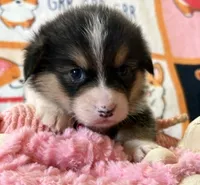 AKC - Bright Pink Collar - Black Tri Female, a female Pembroke Welsh Corgi for sale in Brashear, MO – 2 of 7