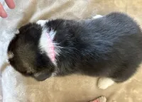 AKC - Bright Pink Collar - Black Tri Female, a female Pembroke Welsh Corgi for sale in Brashear, MO – 3 of 7
